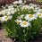 Shasta Daisy, Ooh La™ LaGrande Shasta Daisy