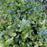 Bugloss, Sea Heart Siberian Bugloss