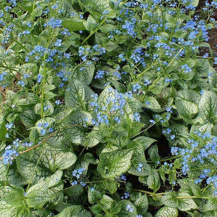 Bugloss, Sea Heart Siberian Bugloss