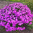 Phlox, Cloudburst Phlox