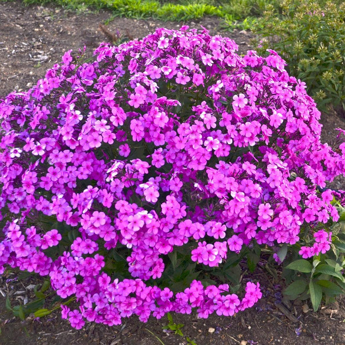 Phlox, Cloudburst Phlox