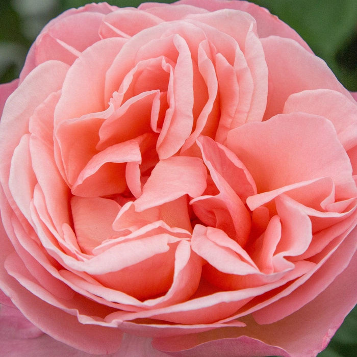 Rose, Sweet Mademoiselle Rose