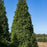 Arborvitae, Green Giant Arborvitae