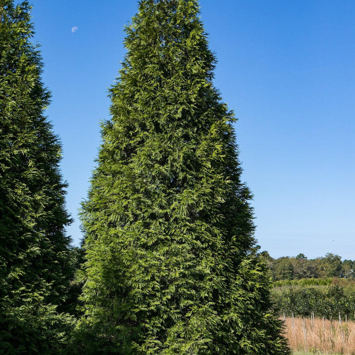 Arborvitae, Green Giant Arborvitae