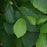 Witch Hazel