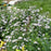 Kalimeris, Blue Star Kalimeris (Japanese Aster)
