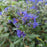 Bluebeard, Beyond Midnight® Bluebeard