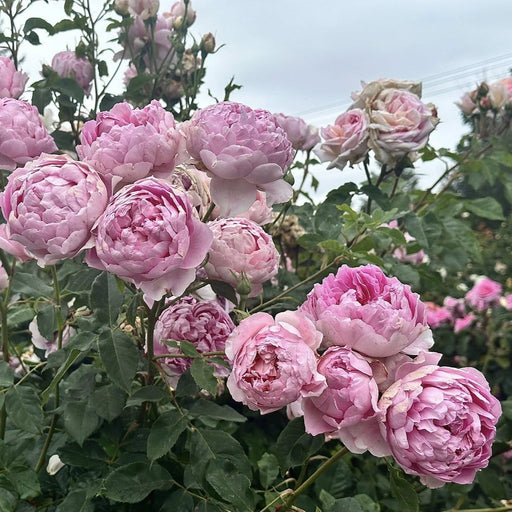 Rosa 'AUStijus'  - The Ingenious Mr. Fairchild® Rose