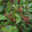 Chokeberry, Iroquois Beauty™ Black Chokeberry