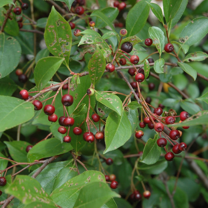 Chokeberry, Iroquois Beauty™ Black Chokeberry