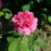 Rose, Sophy's Rose