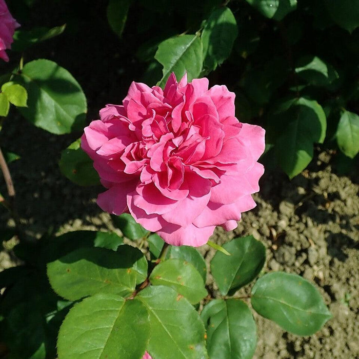 Rose, Sophy's Rose