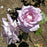 ROSA `BLUE GIRL` 3G