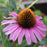 Coneflower, Magnus Echinacea, Coneflower