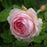 Rose, Olivia™ Rose