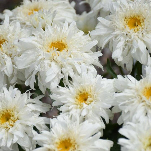 Shasta Daisy, PW® Amazing Daisies® Marshmallow Shasta Daisy