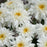 Shasta Daisy, PW® Amazing Daisies® Marshmallow Shasta Daisy