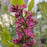 Lilac, Declaration Lilac