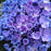 Hydrangea, Let's Dance® Rhythmic Blue® Macrophylla Hydrangea