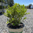 Boxwood, BetterBoxwood® Babylon Beauty™ Boxwood