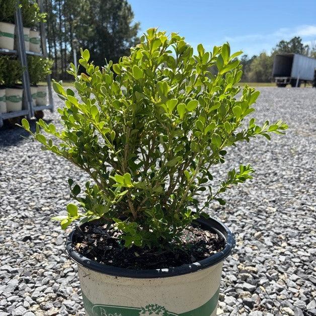 Boxwood, BetterBoxwood® Babylon Beauty™ Boxwood