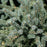 Spruce, White Spruce