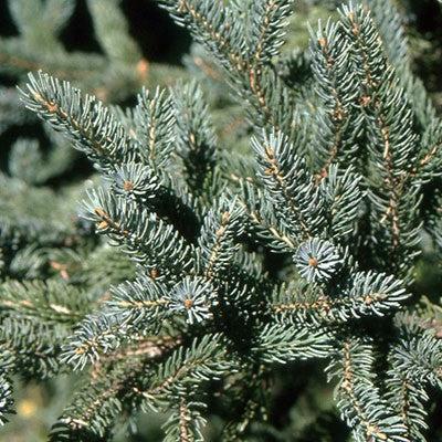 Spruce, White Spruce