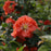 Flowering Quince, PW® Double Take™ Peach Flowering Quince