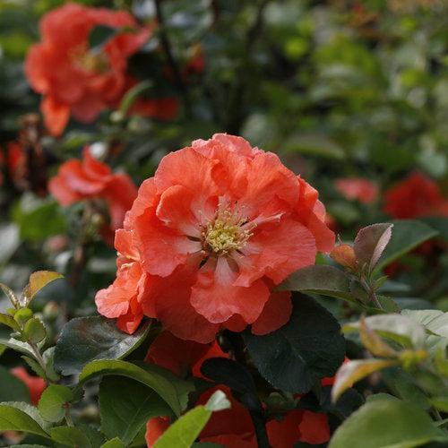 Flowering Quince, PW® Double Take™ Peach Flowering Quince