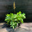 Astilbe, Visions Chinese Astilbe, False Goat's Beard