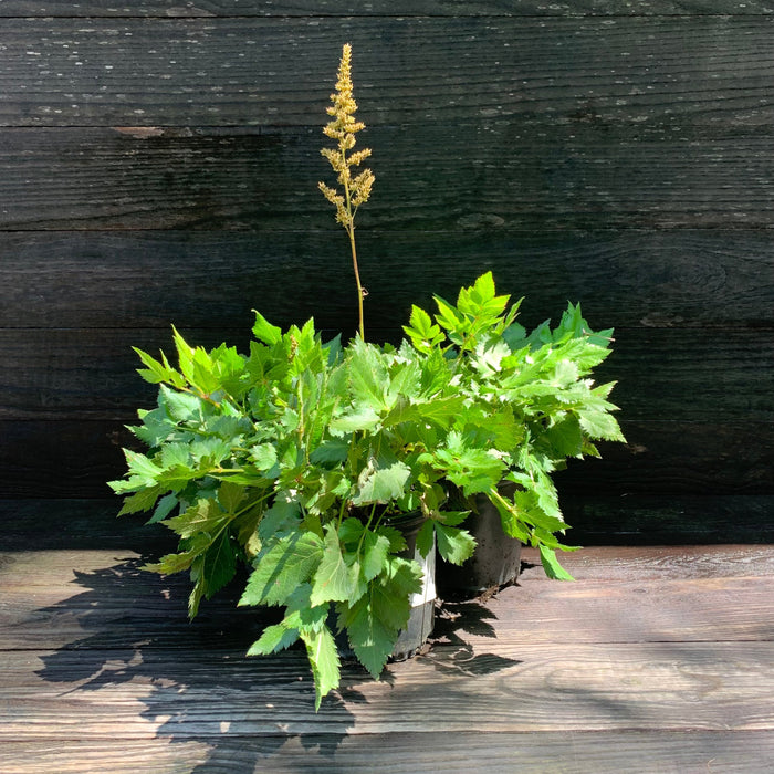 Astilbe, Visions Chinese Astilbe, False Goat's Beard