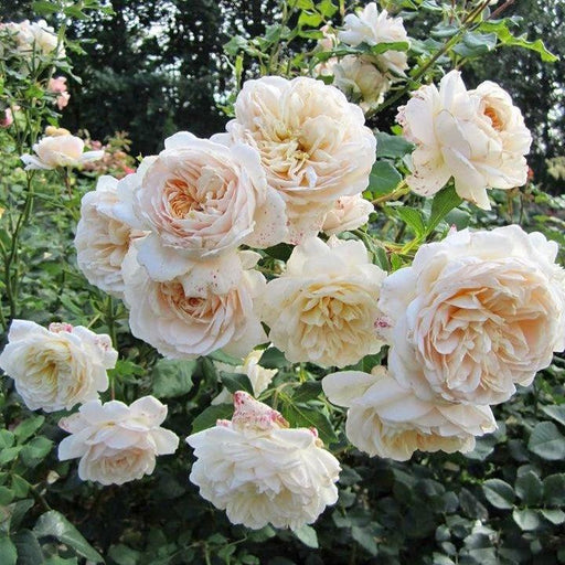 Rose, Lichfield Angel Rose