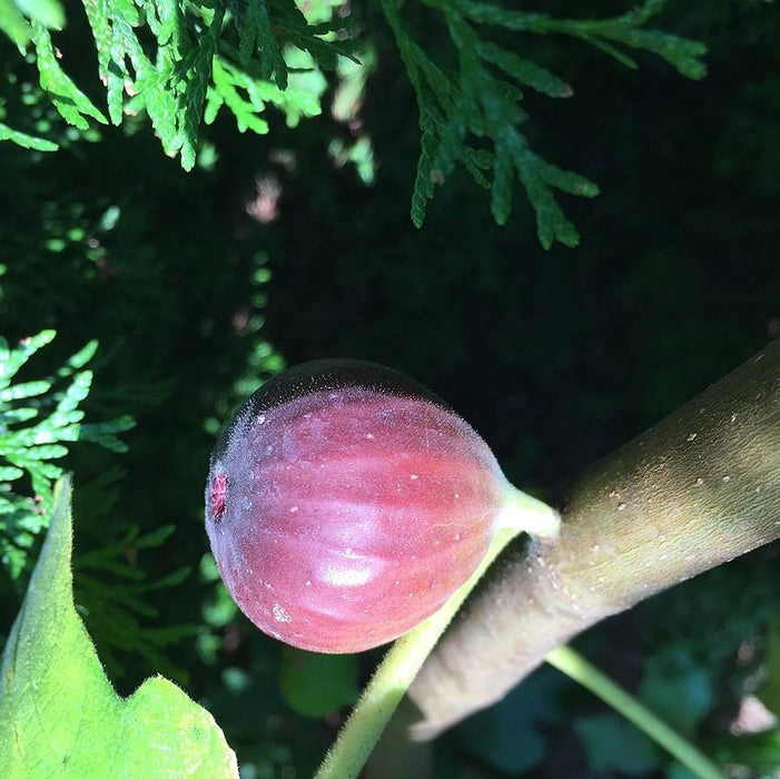 Fig, Chicago Hardy Fig