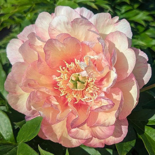 Peony, Scrumdiddlyumptious Itoh Peony