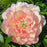 Peony, Scrumdiddlyumptious Itoh Peony