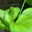 Hosta, Guacamole Hosta