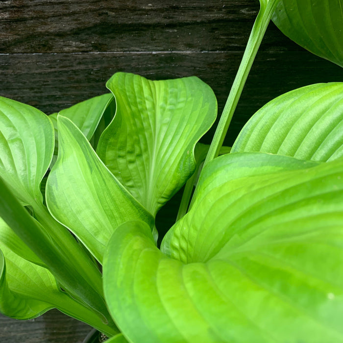 Hosta, Guacamole Hosta