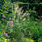 Grass, Bottlebrush Grass
