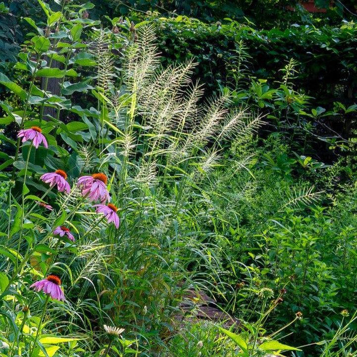 Grass, Bottlebrush Grass