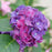 Hydrangea macrophylla 'Stragrum'  - Wee Bit Grumpy® Hydrangea