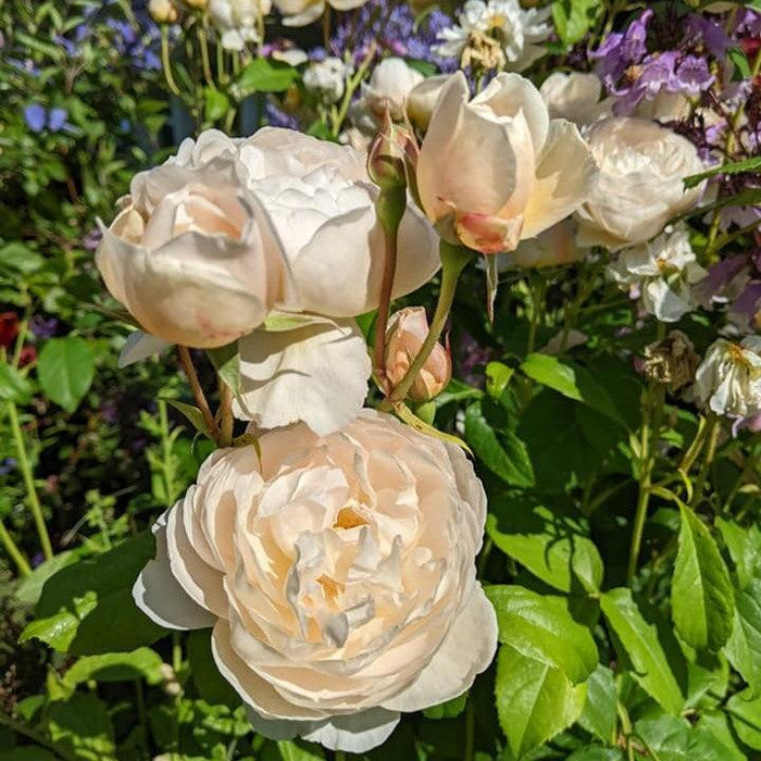 Rose, Windermere Rose