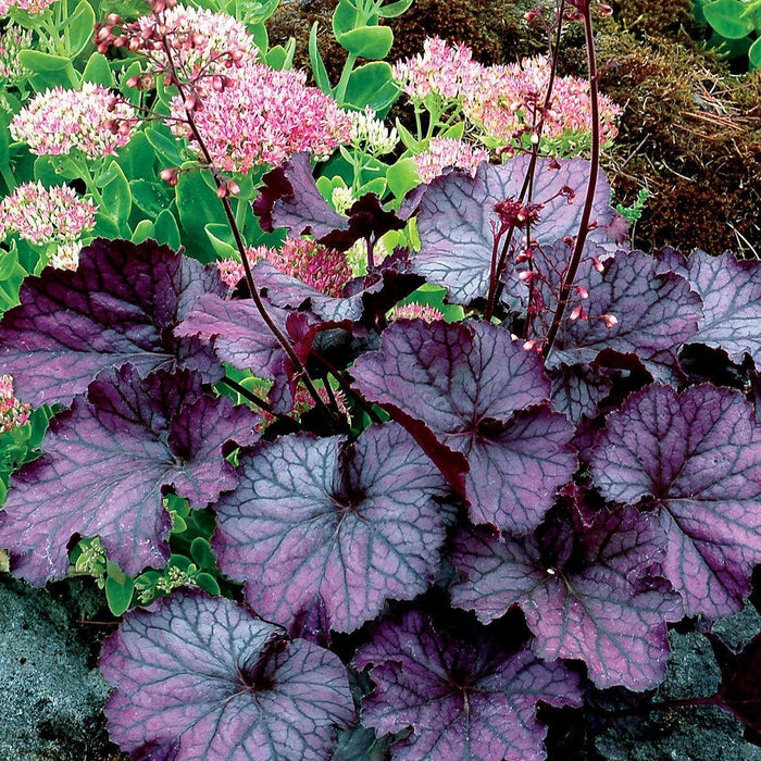 Coral Bells, Northern Exposure™ Purple Heuchera