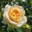 Rose, Showpiece™ Champagne Rose