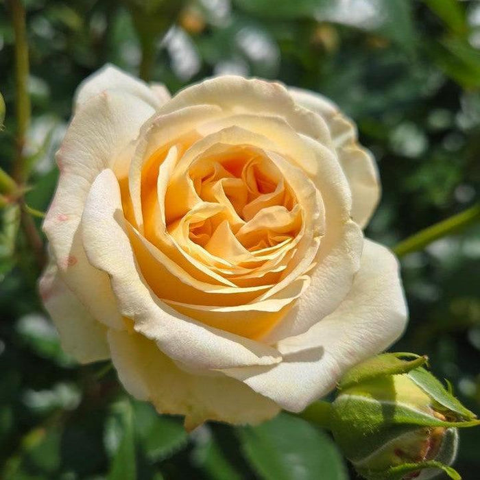 Rose, Showpiece™ Champagne Rose