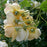 Rose, Wollerton Old Hall Rose