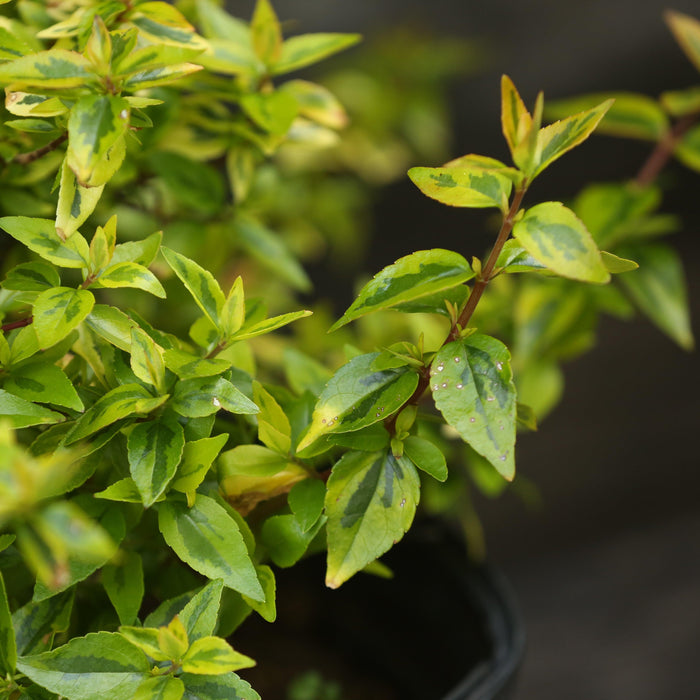 Abelia, Grandiflora Kaleidoscope