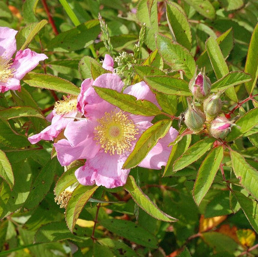 Rose, Swamp Rose