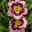 Daylily, Rainbow Rhythm® Sound of My Heart Daylily