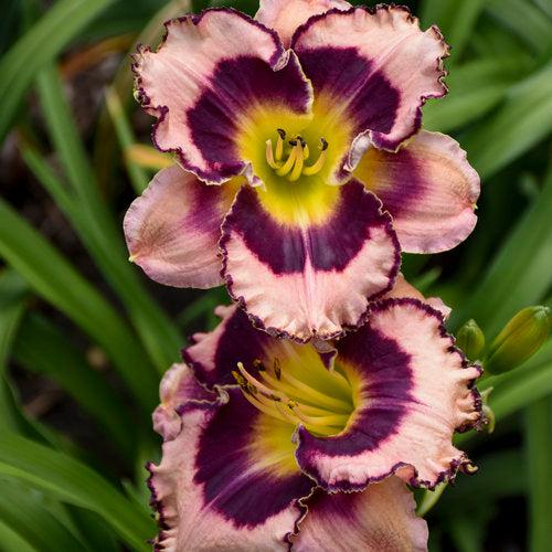 Daylily, Rainbow Rhythm® Sound of My Heart Daylily
