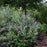Butterfly Bush, First Editions® Groovy Grape™ Butterfly Bush